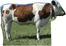 Cow Side Cardboard Cutout Standup Prop