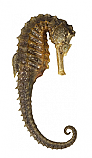 Sea Horse 2 Cardboard Cutout Standup Prop