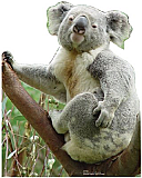Koala Bear Cardboard Cutout/Standup